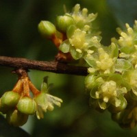 Actinodaphne elegans Thwaites